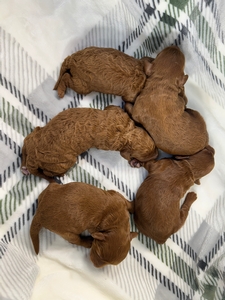 Dark Red Miniature Golden Doodle Puppies for Sale